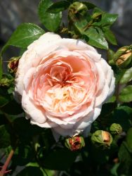 Strauchrose 'Schloss Eutin' � - Rosa 'Schloss Eutin' �