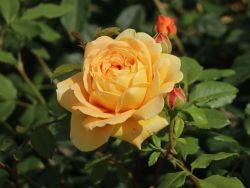 Englische Rose 'Golden Celebration' - Rosa 'Golden Celebration'