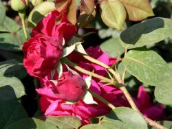 Englische Rose 'Tess of the d'Urbervilles' - Rosa 'Tess of the d'Urbervilles'