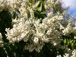 Schattengl�ckchen 'White Pearl' - Pieris japonica 'White Pearl'