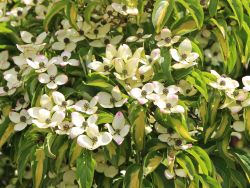 Japanischer Blumen-Hartriegel 'Goldstar' - Cornus kousa 'Goldstar'