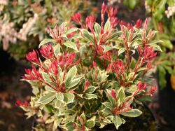 Schattengl�ckchen 'Carnaval' - Pieris japonica 'Carnaval'