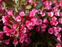 Weigelie 'Alexandra' - Weigela florida 'Alexandra'