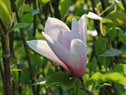 Magnolienbaum Heaven Scent