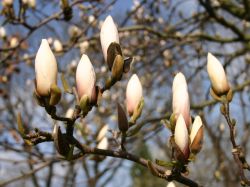 Tulpen-Magnolie 'Sundew', 40-60 cm, Magnolia soulangiana 'Sundew', Containerware