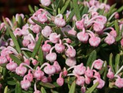 Lavendelheide 'Blue Ice' - Andromeda polifolia 'Blue Ice'