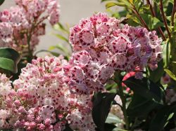 Berglorbeer / Lorbeerrose 'Ginkona' - Kalmia latifolia 'Ginkona'
