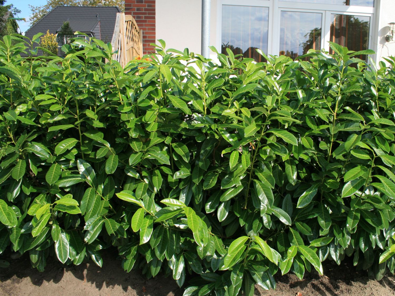 Aufrechter Kirschlorbeer Lorbeerkirsche Herbergii Prunus Aufrechter Kirschlorbeer Lorbeerkirsche Herbergii Prunus