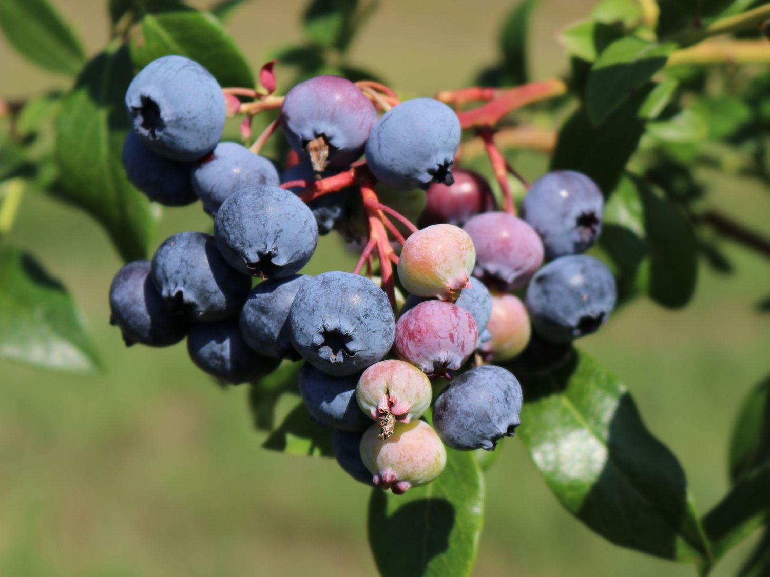 Heidelbeere 'Berkeley' Vaccinium corymbosum 'Berkeley' Baumschule