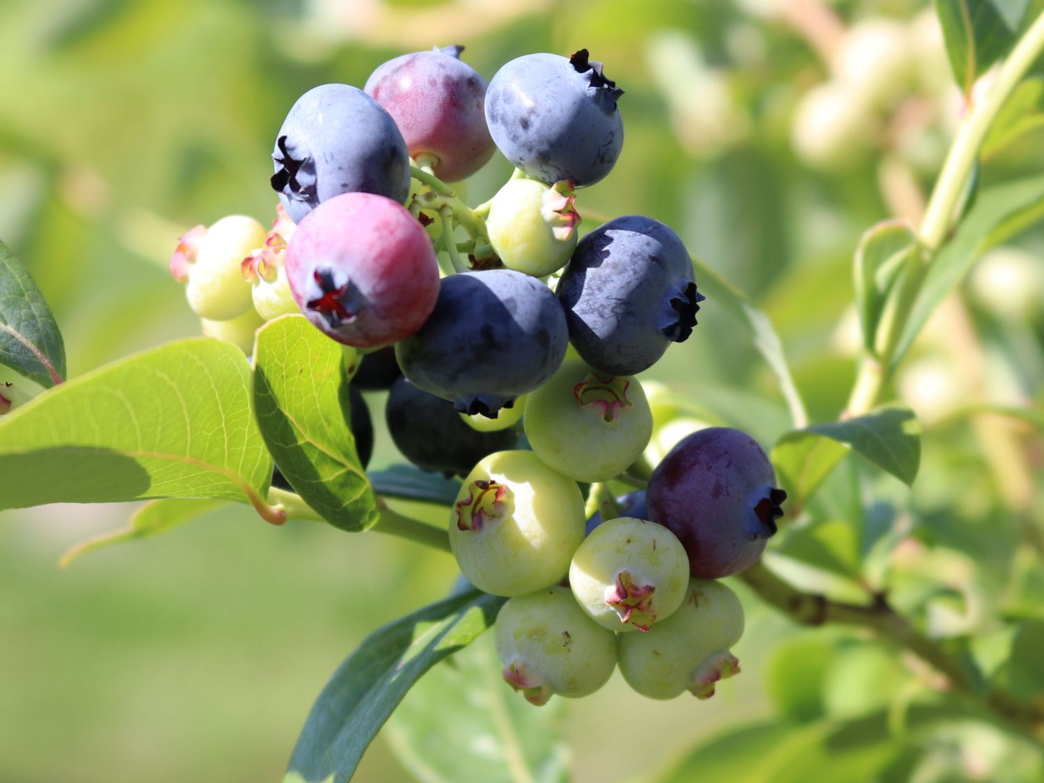 Heidelbeere 'Bluetta' / Blaubeere Vaccinium corymbosum 'Bluetta