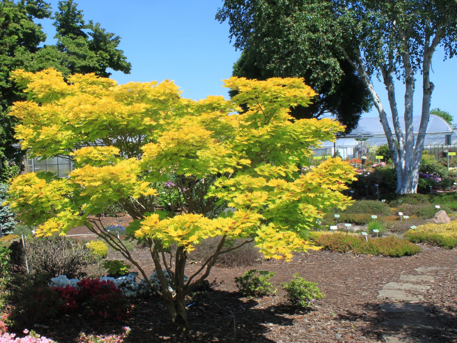 Japanischer Goldahorn 'Aureum' Acer shirasawanum 'Aureum