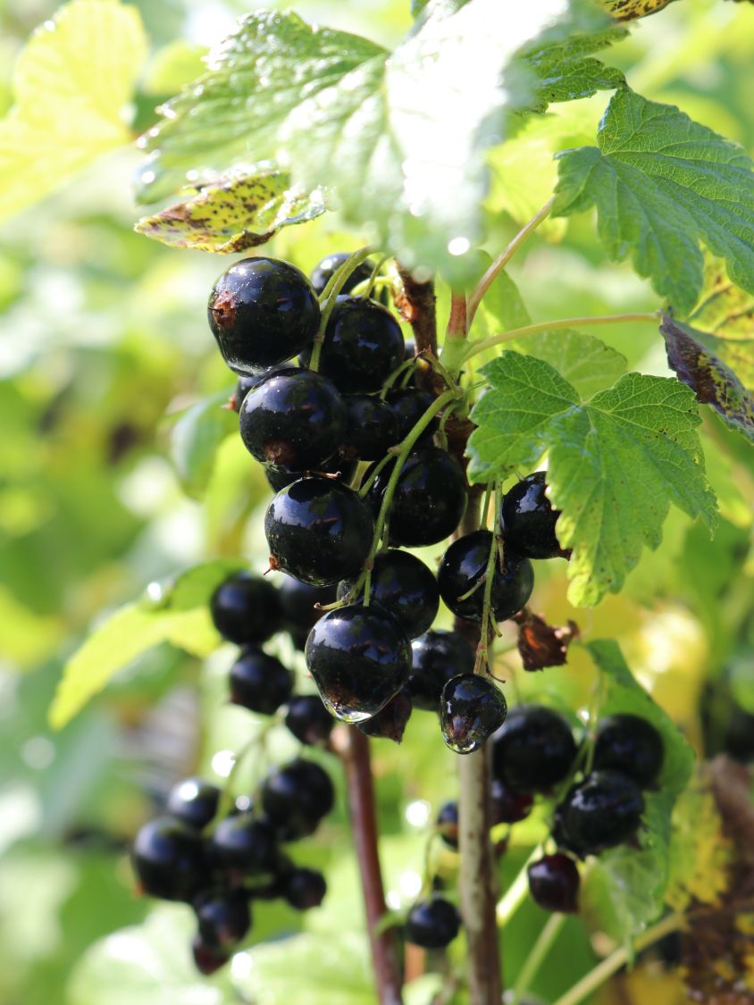 Schwarze Johannisbeere 'Titania' (S) Ribes nigrum
