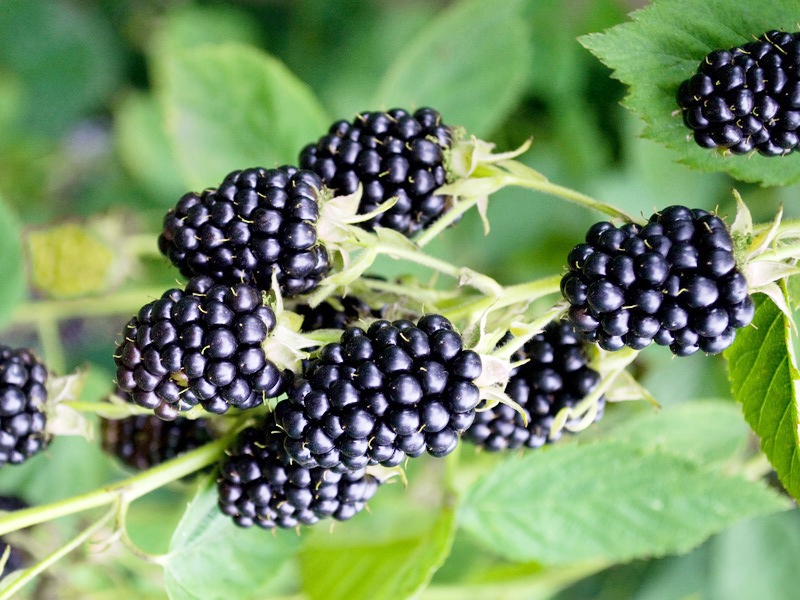 Brombeere 'Loch Ness' S Rubus fruticosus 'Loch Ness' S