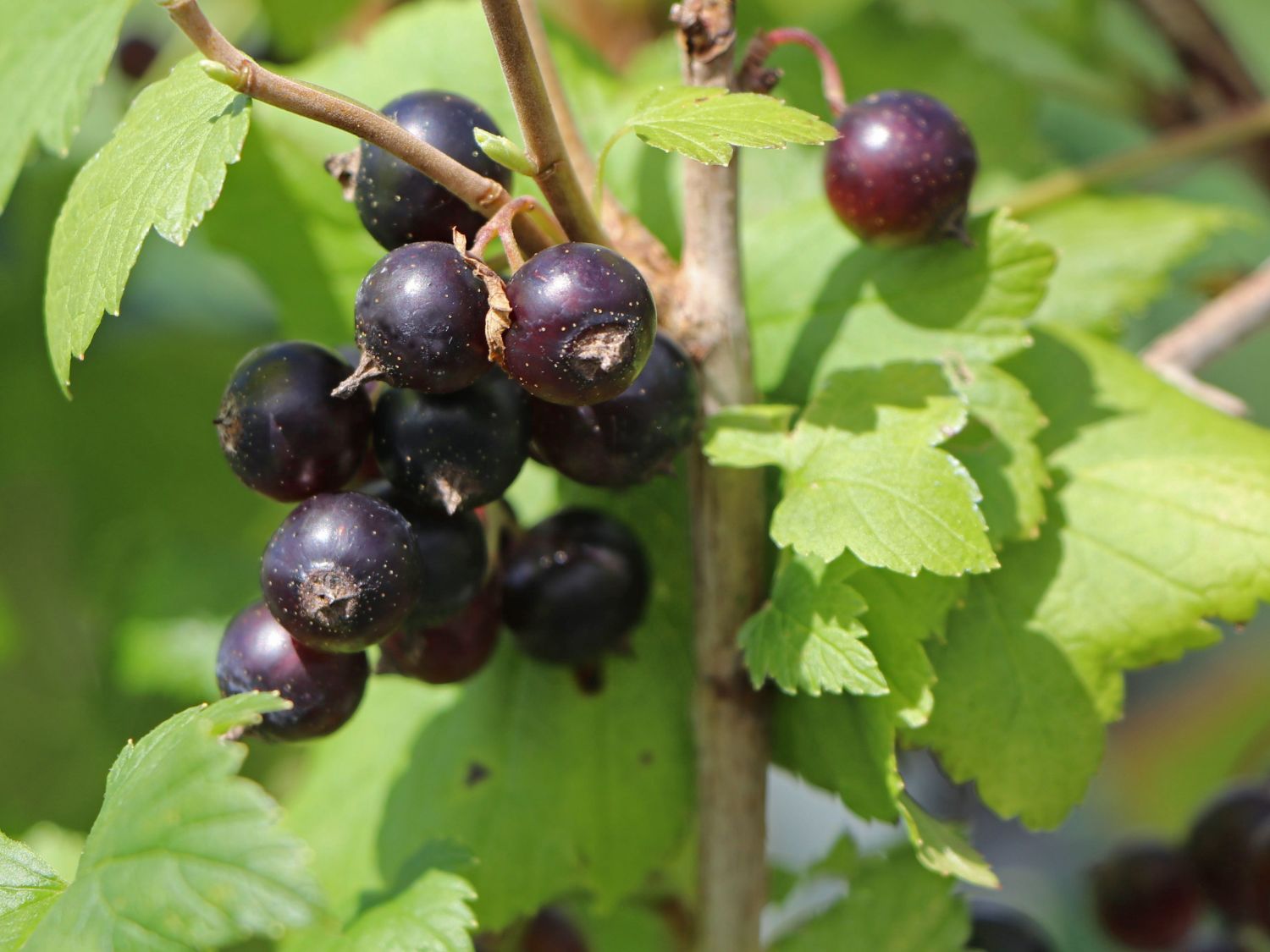 Schwarze Johannisbeere 'Hedda' Ribes nigrum 'Hedda' Baumschule