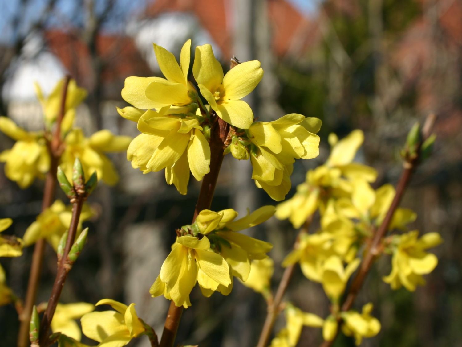 Zwerg-Goldglöckchen / Forsythia 'Boucle d'Or' ® auf Stamm