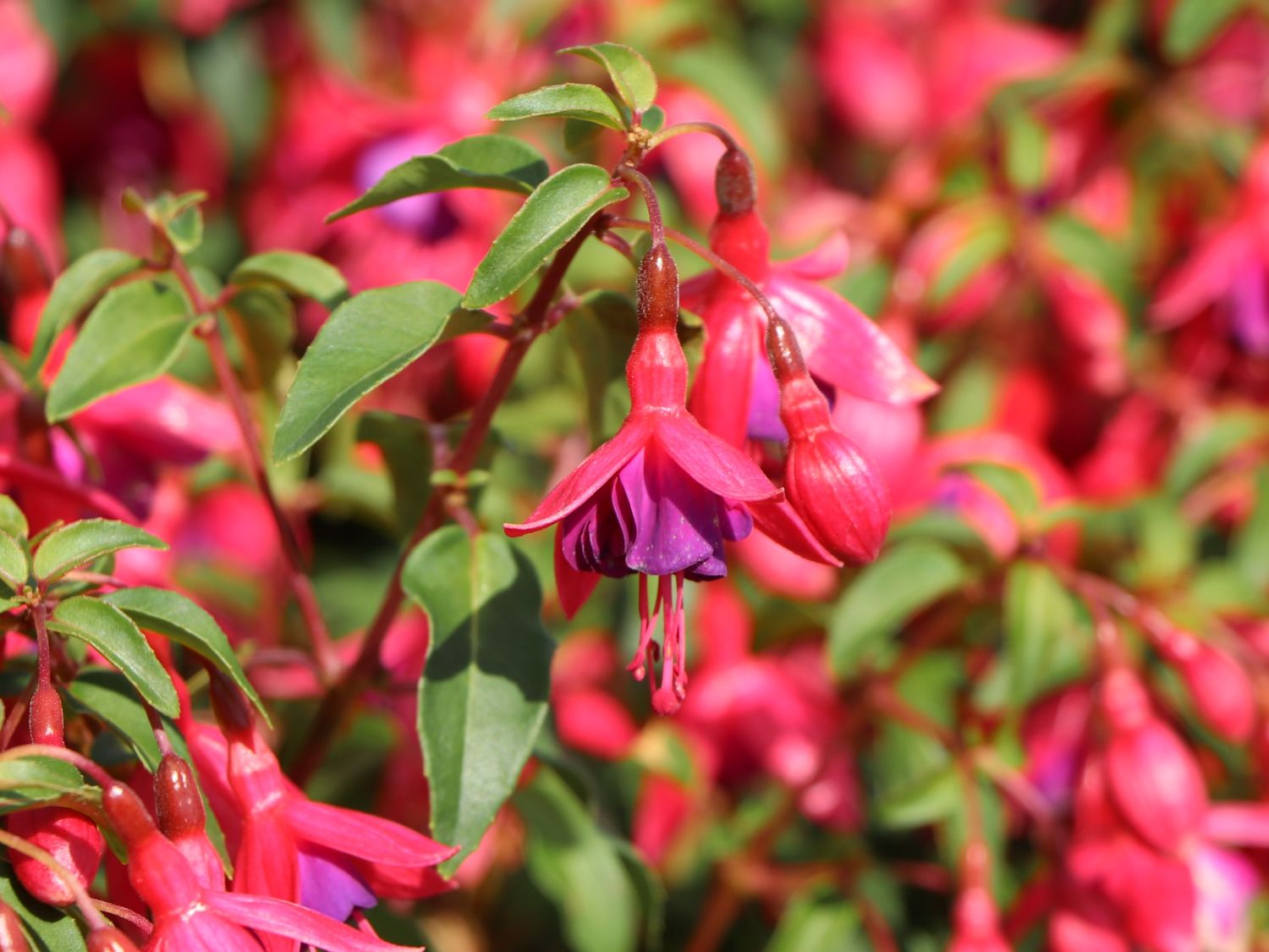 Winterharte Fuchsie 'Tom Thumb'