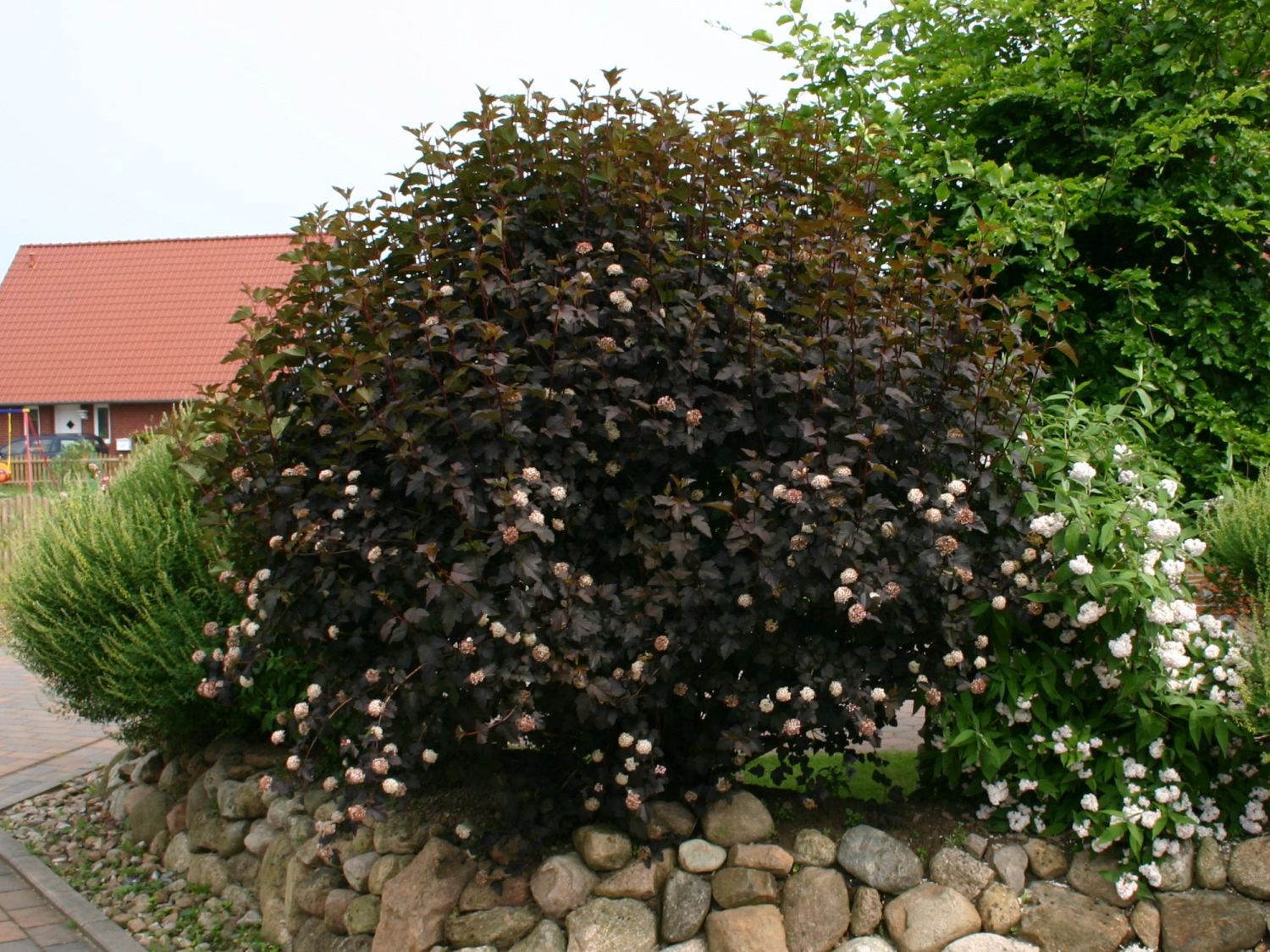 Dunkelrote Blasenspiere 'Diabolo' ® Physocarpus opulifolius 'Diabolo