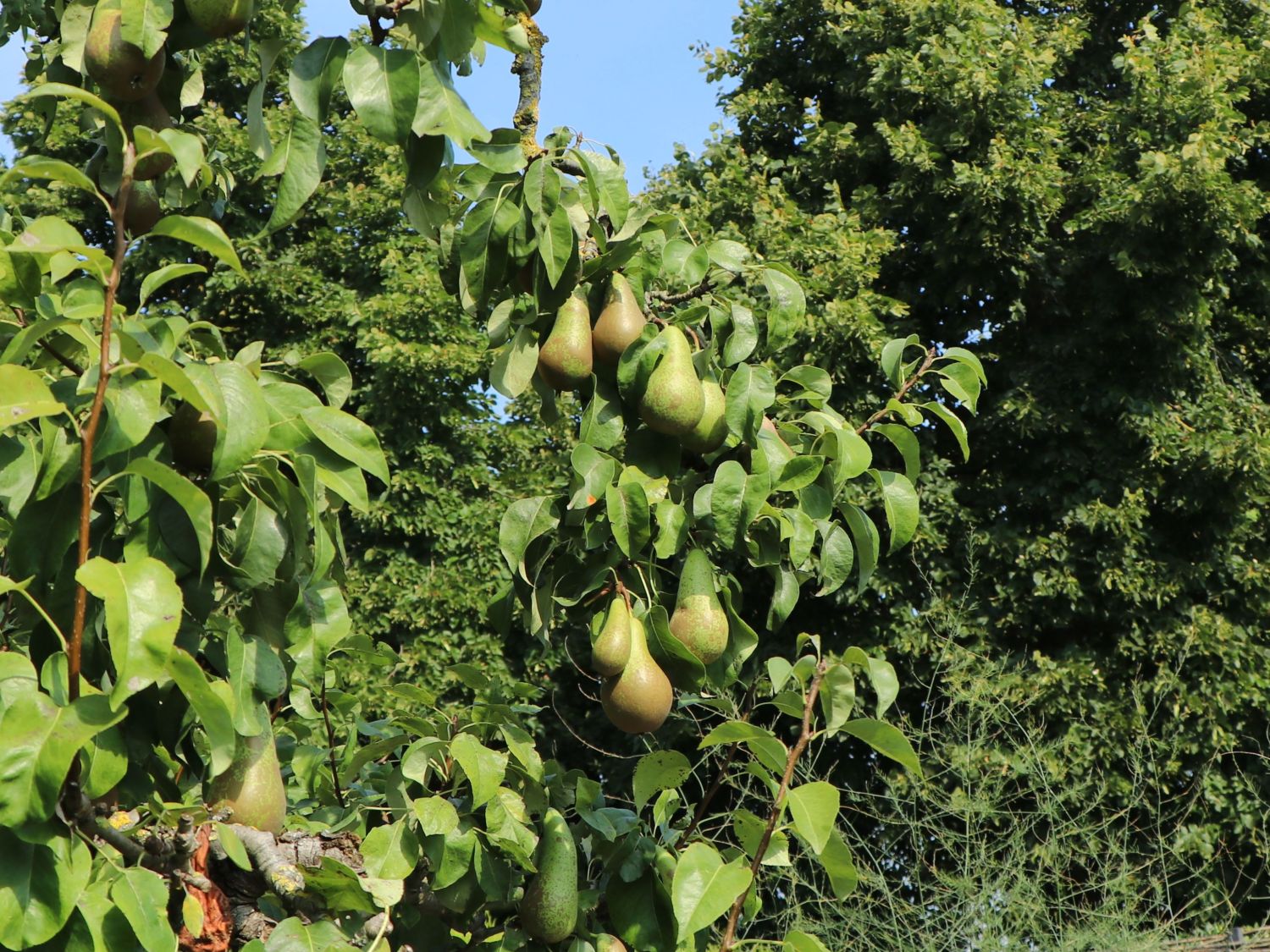 Birne Sweet Sensation Baum Kaufen Birne Sweet Sensation Baum Kaufen