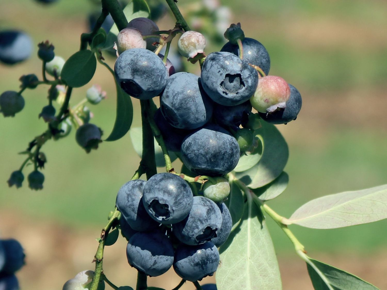 Heidelbeere 'Hardyblue' Vaccinium corymbosum 'Hardyblue' Baumschule