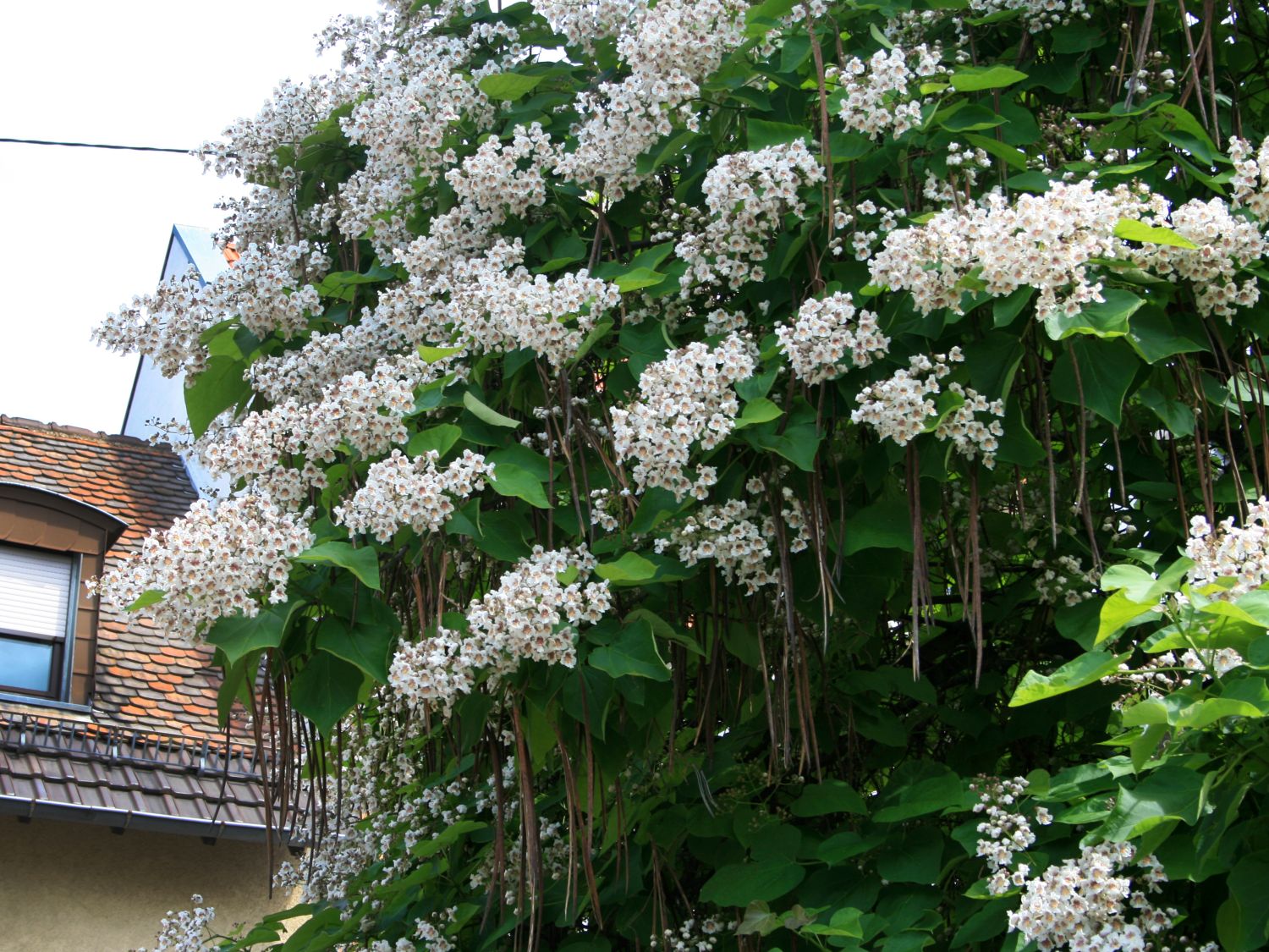 Trompetenbaum Catalpa bignonioides Baumschule Horstmann
