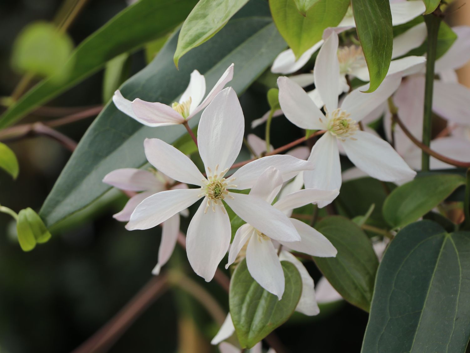 Clematis Armandii Winterhärte : ELLEA Gartensamen- wilde Clematis