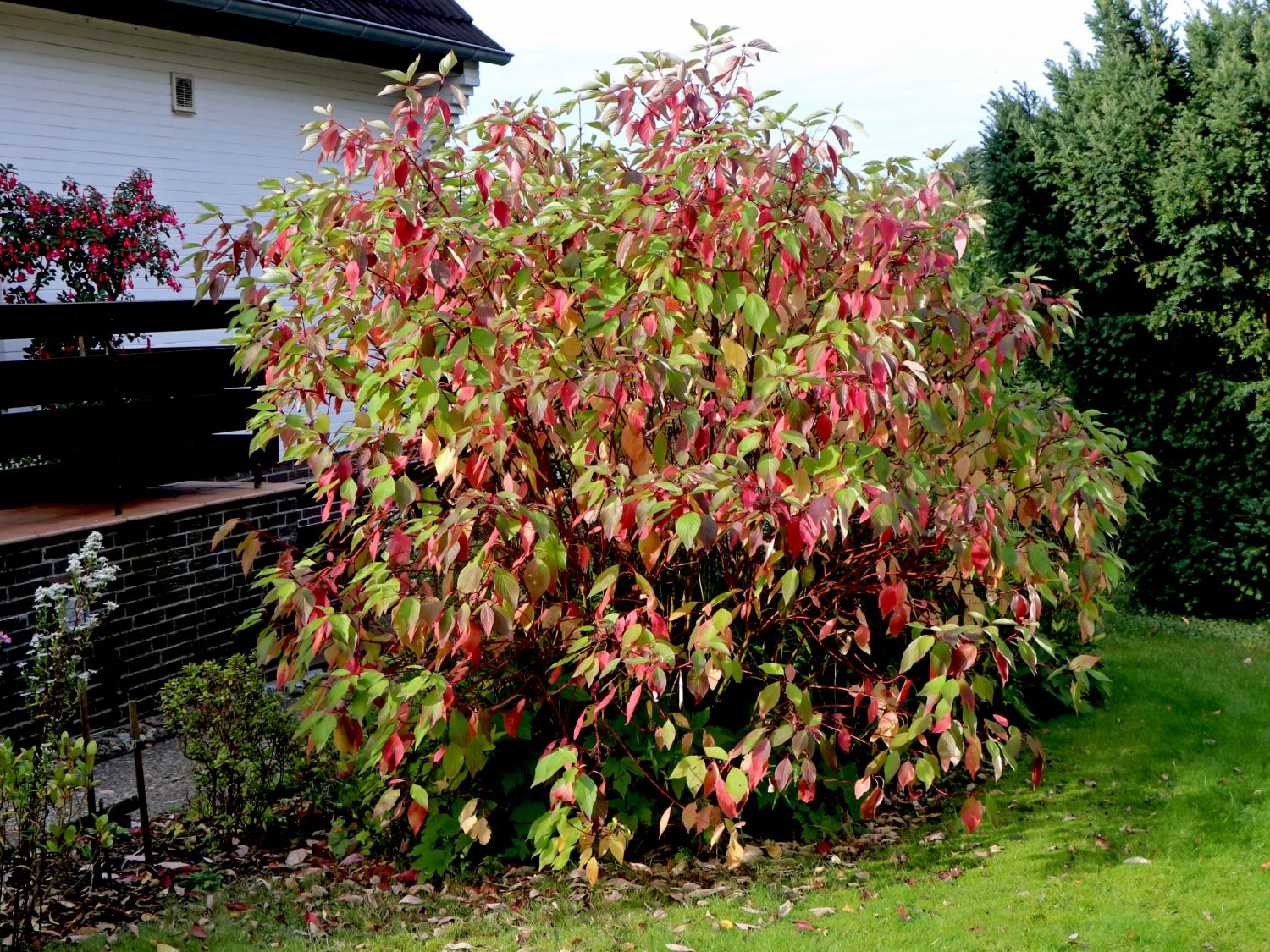 Rotholz Hartriegel / PurpurHartriegel 'Sibirica' Cornus alba