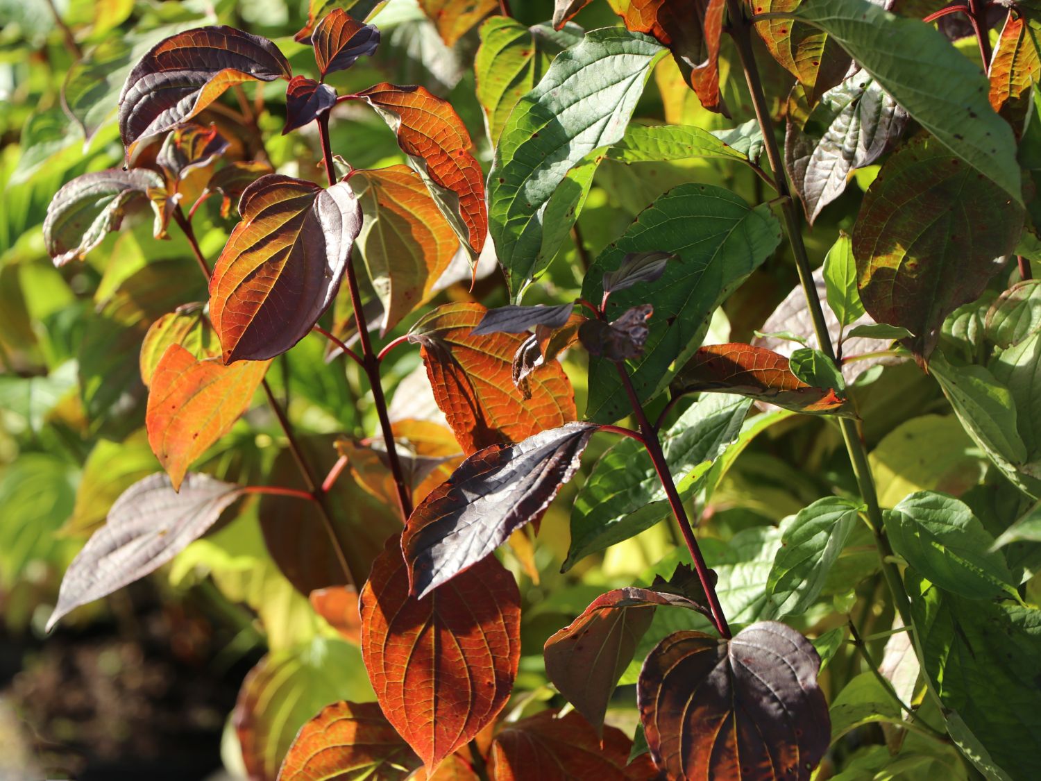 Roter Hartriegel Cornus sanguinea Baumschule Horstmann