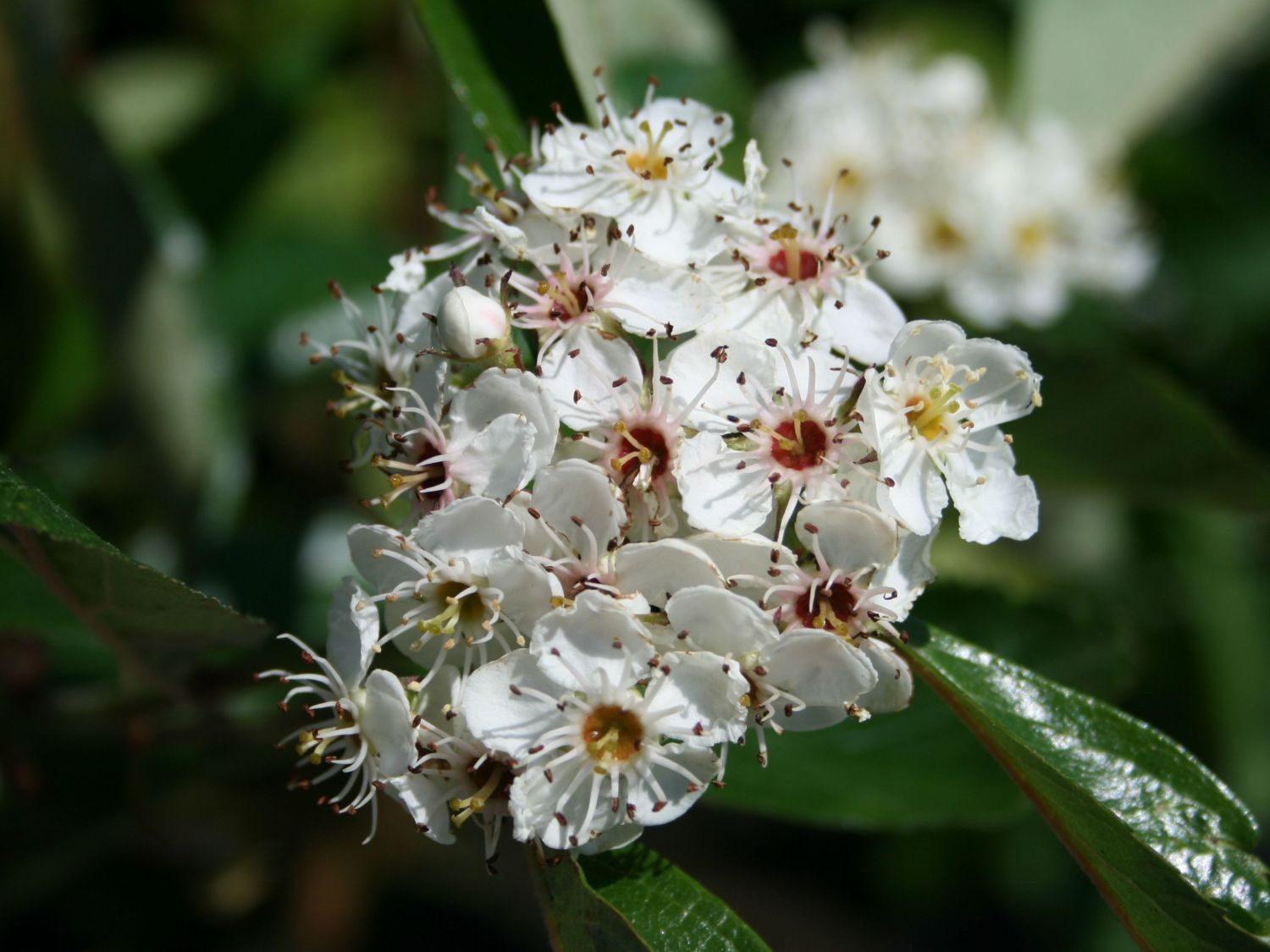 Apfeldorn 'Carrierei' Crataegus lavallei 'Carrierei