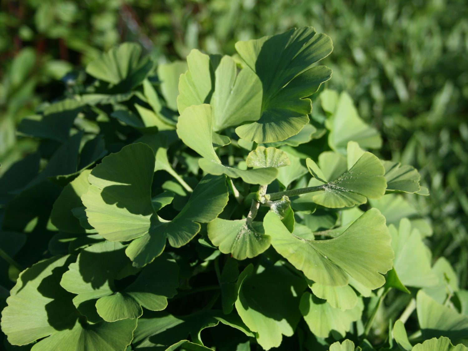Fächerblattbaum / Ginkgobaum 'Mariken' Ginkgo biloba