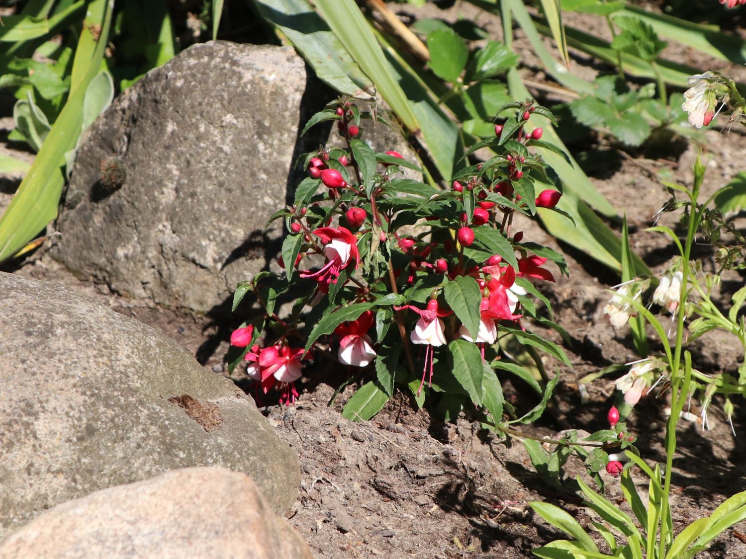 Winterharte Fuchsie Madame Cornelissen