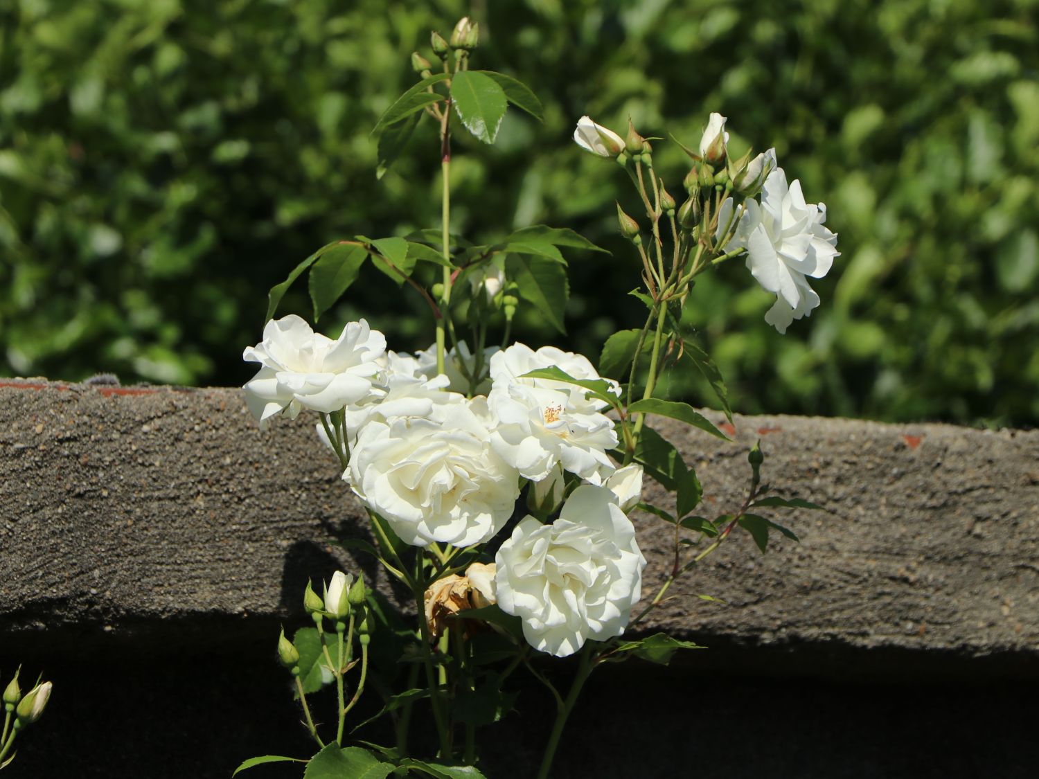 Rosa 'Climbing Iceberg'