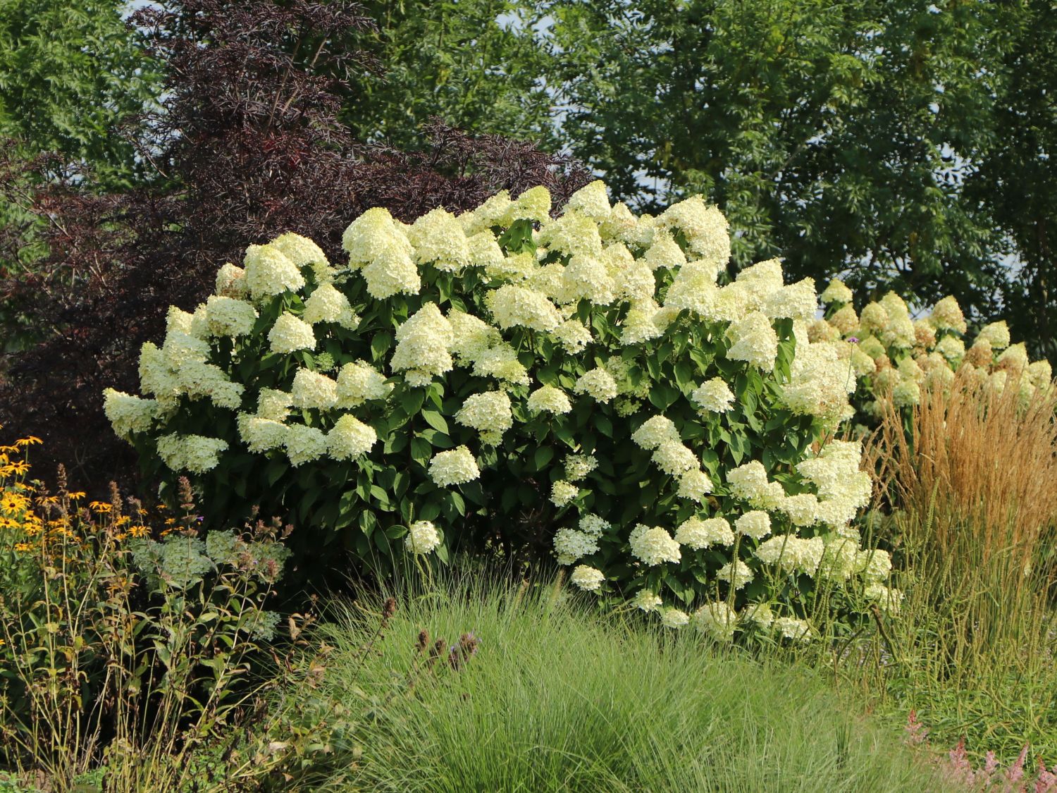 Rispenhortensie 'Grandiflora' Hydrangea paniculata 'Grandiflora
