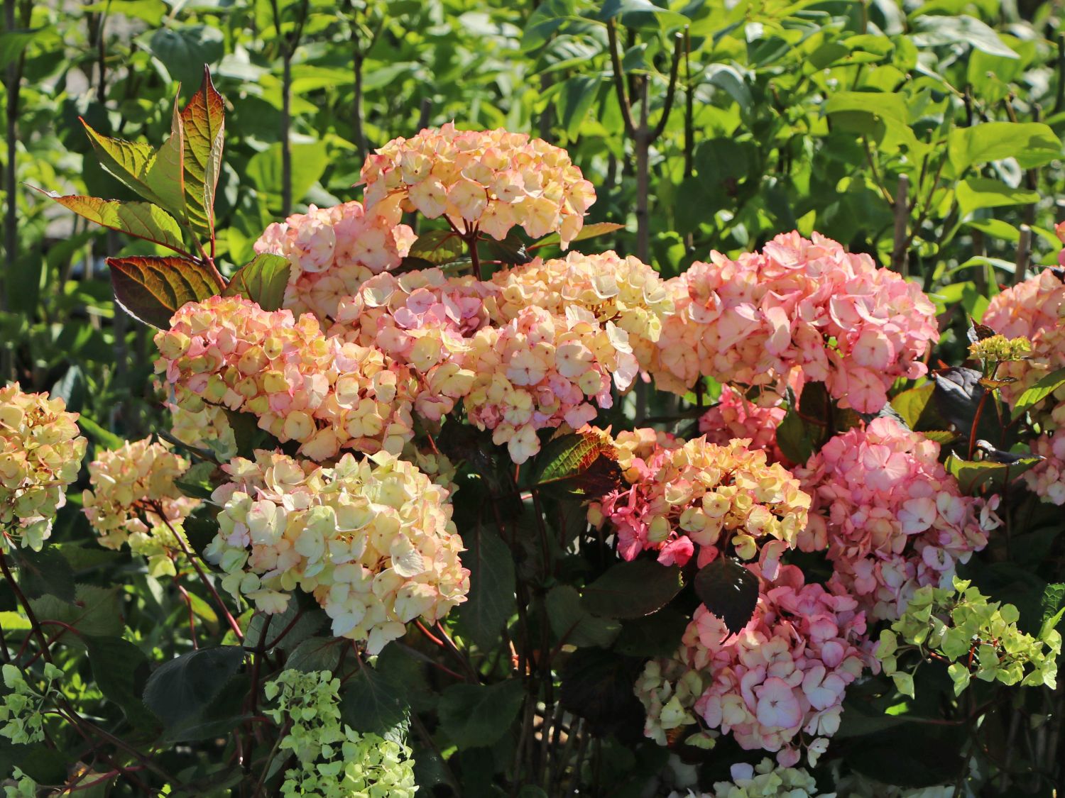 Kleinwüchsige Gartenhortensie 'Preziosa' Hydrangea serrata 'Preziosa