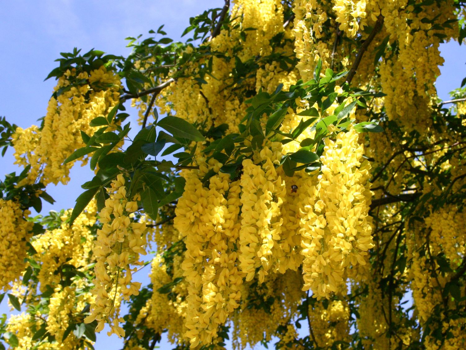 Edelgoldregen 'Vossii' Laburnum watereri 'Vossii' Baumschule Horstmann