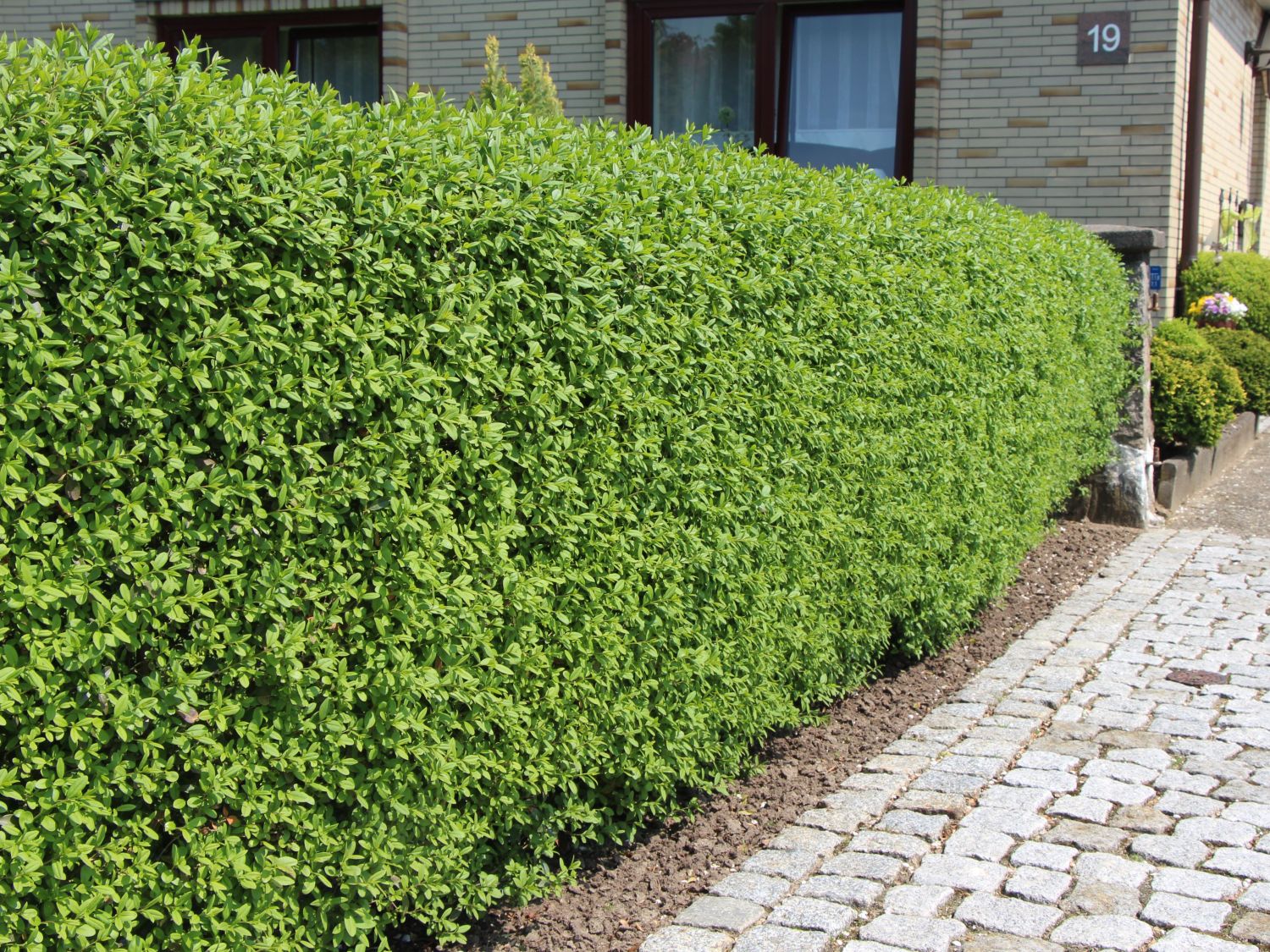 Schwarzgrüner Liguster 'Atrovirens' Ligustrum vulgare 'Atrovirens