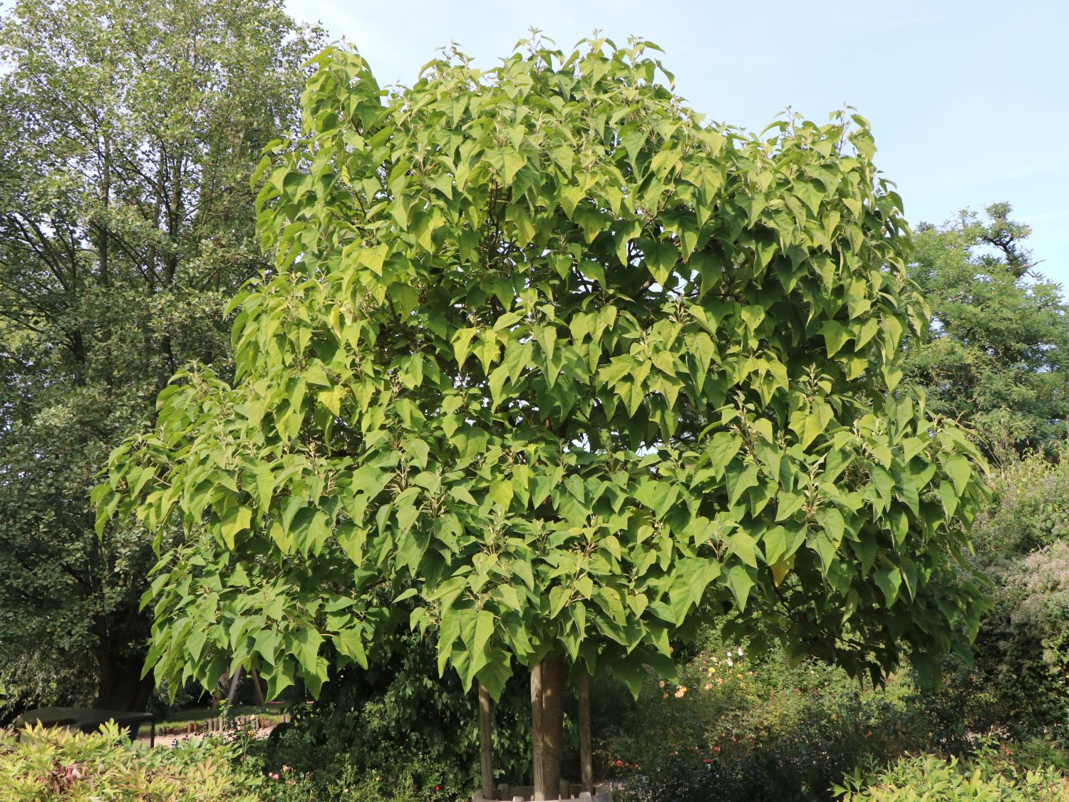 Blauglockenbaum Paulownia tomentosa Baumschule Horstmann
