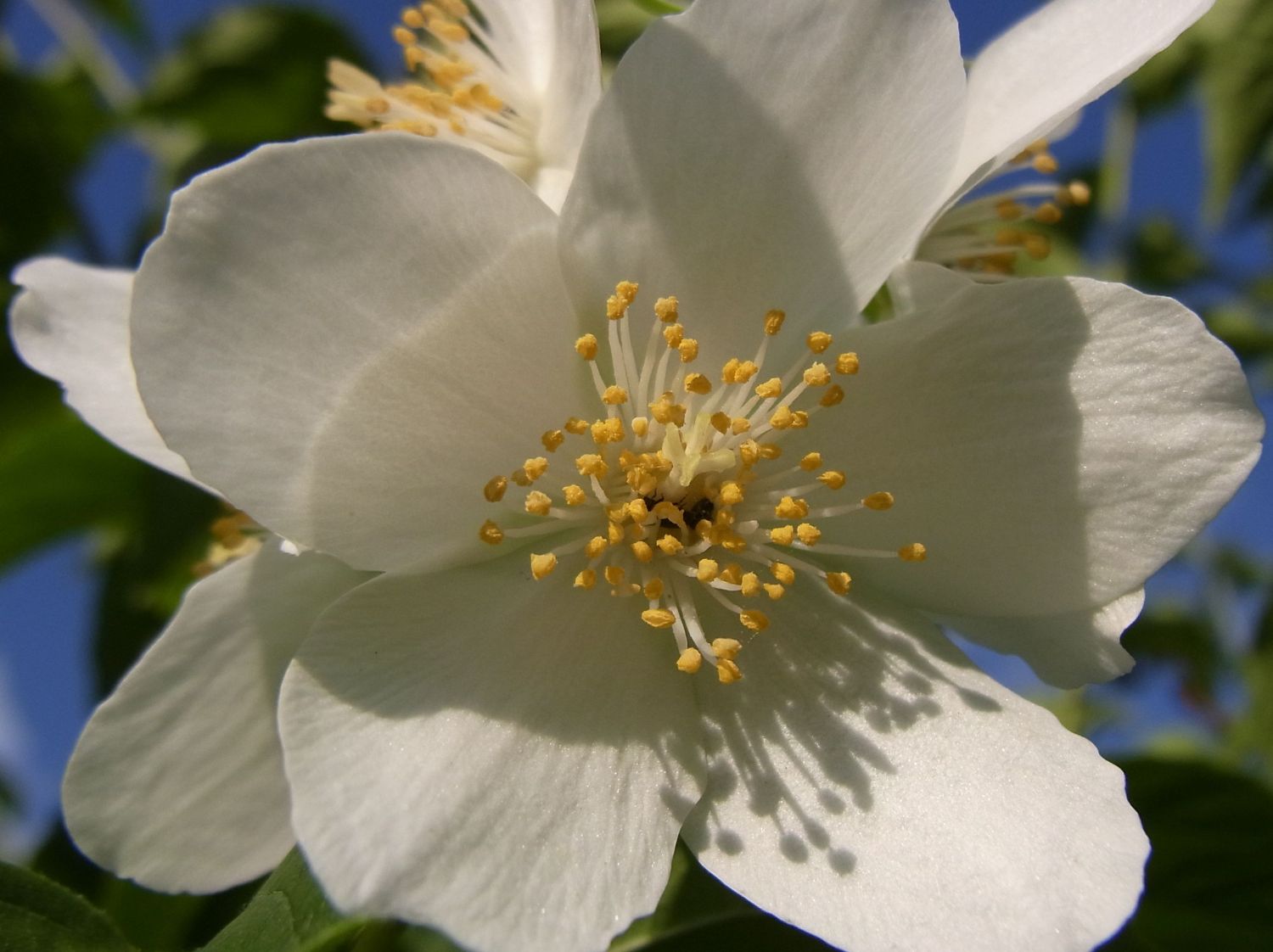 Bauernjasmin / Pfeifenstrauch / Duftender Bauernjasmin Philadelphus
