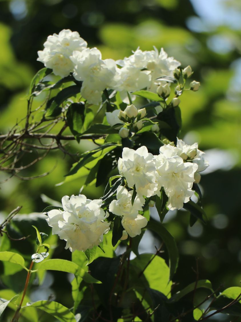Gefüllter Gartenjasmin / Pfeifenstrauch 'Virginal' Philadelphus