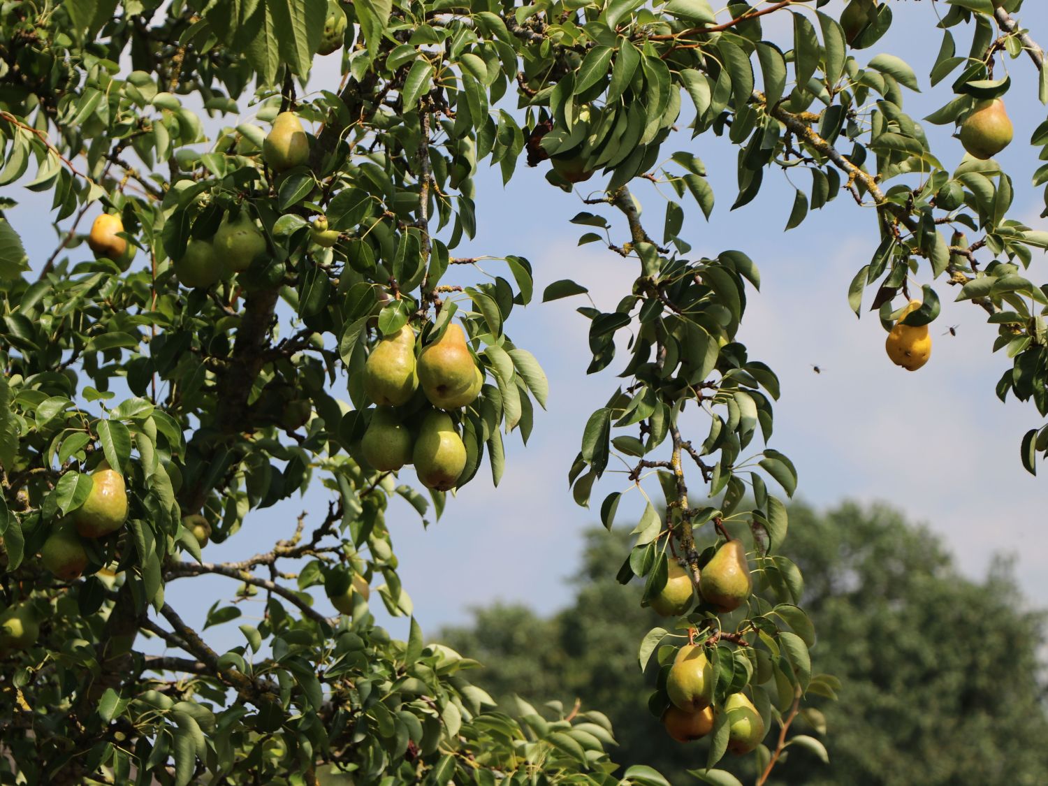 Wildbirne / Holzbirne Pyrus communis Baumschule Horstmann