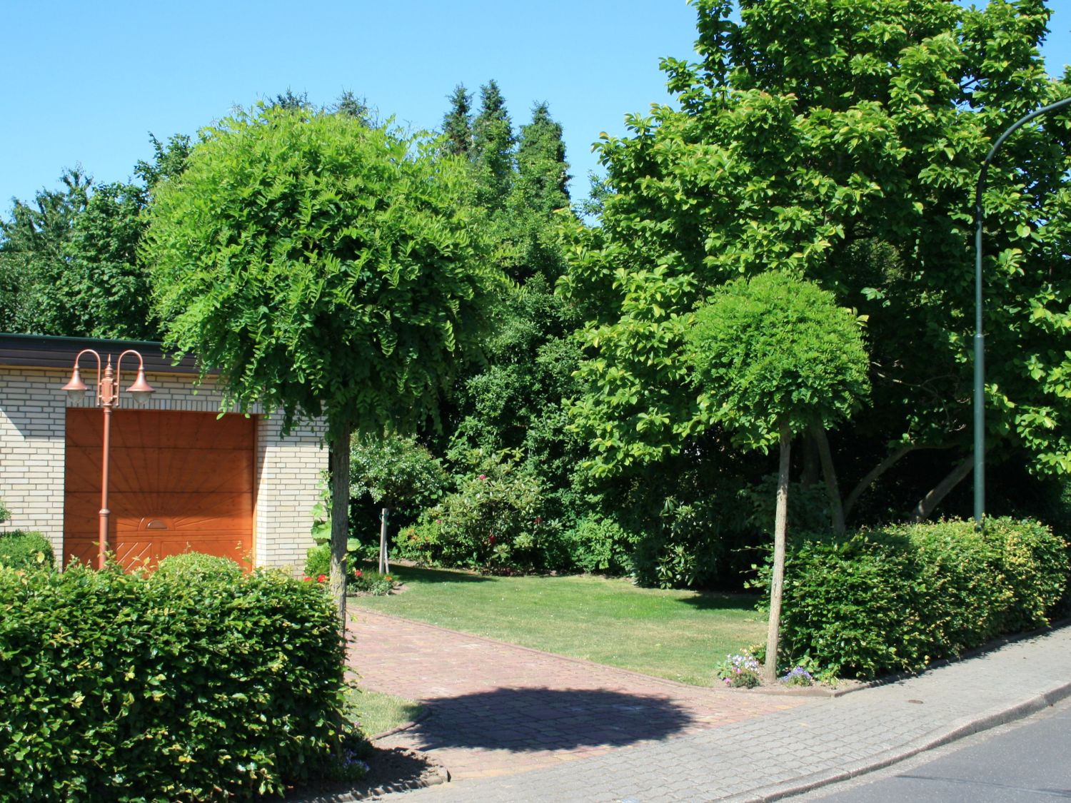 KugelRobinie / Kugelakazie Robinia pseudoacacia