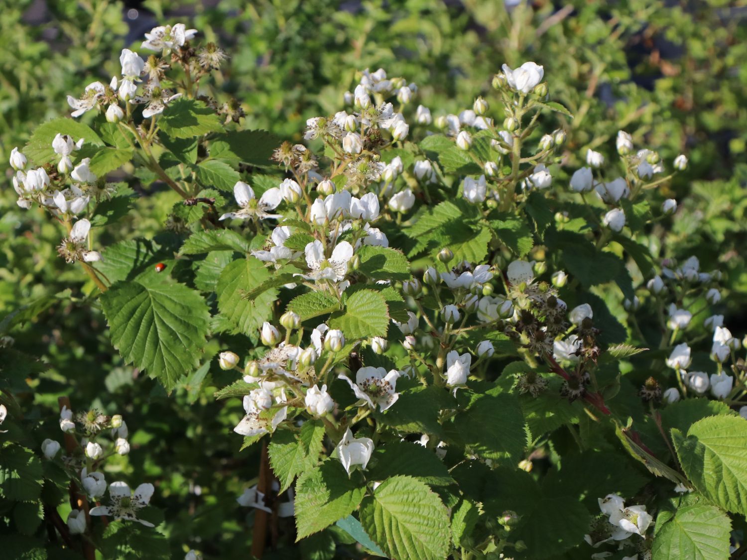 Wilde Brombeere Rubus fruticosus Baumschule Horstmann