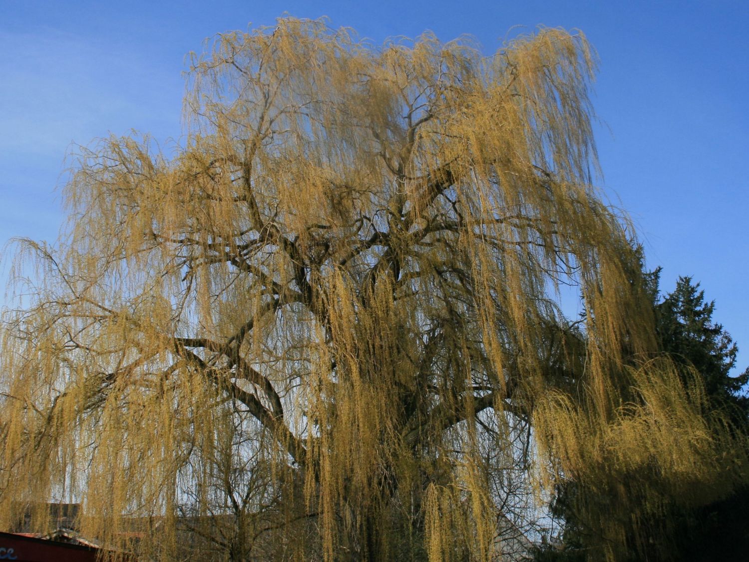 Trauerweide 'Tristis Resistenta' Salix alba 'Tristis Resistenta