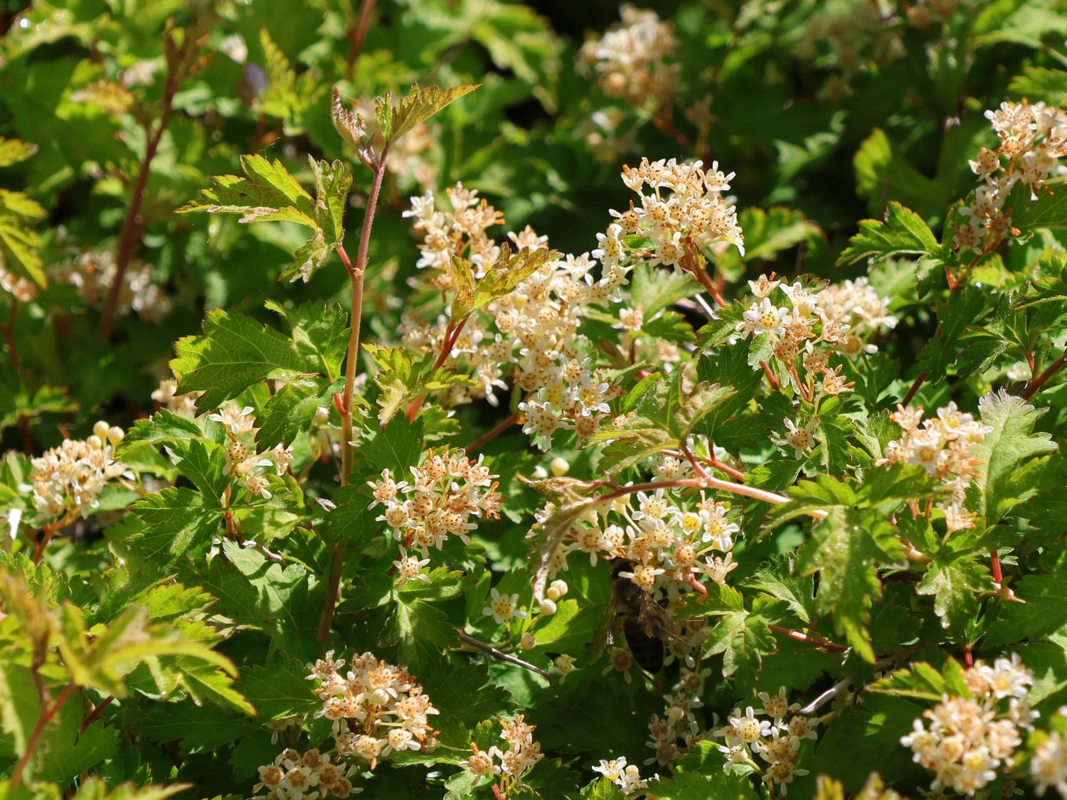 Stephanandra incisa 'Crispa'