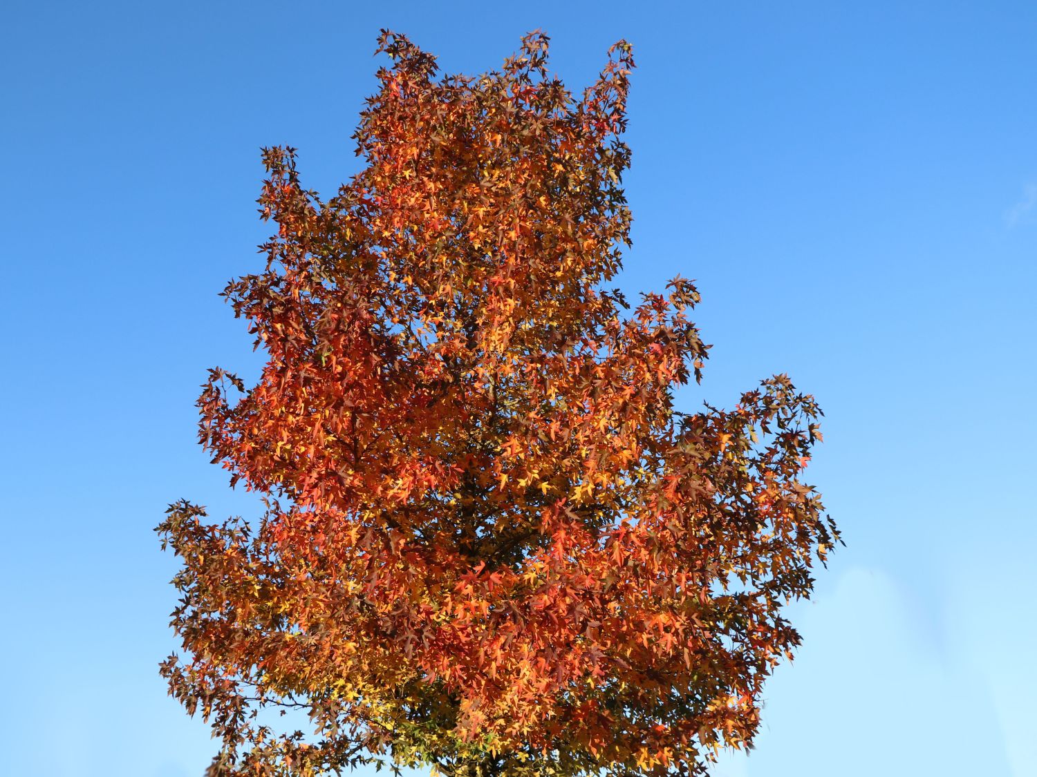 Amberbaum 'Oktoberglut' Liquidambar styraciflua 'Oktoberglut