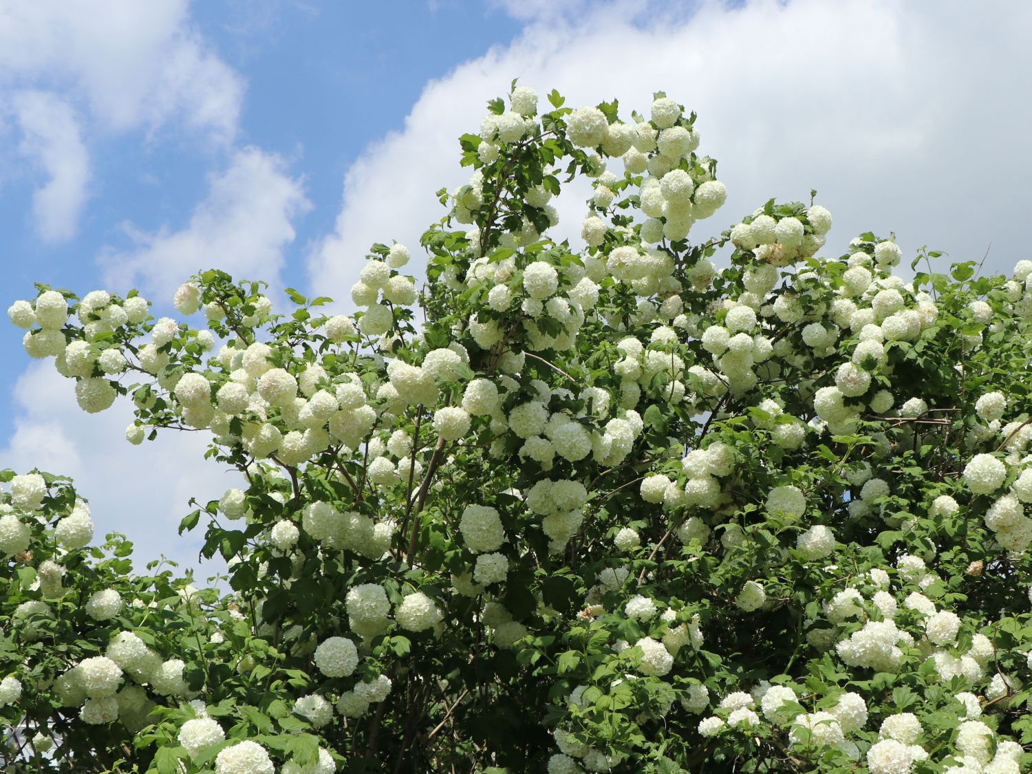 Gefüllter Schneeball / Echter Schneeball 'Roseum
