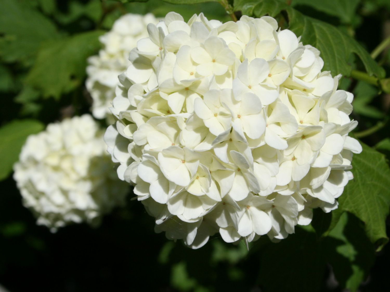 Gefüllter Schneeball / Echter Schneeball 'Roseum
