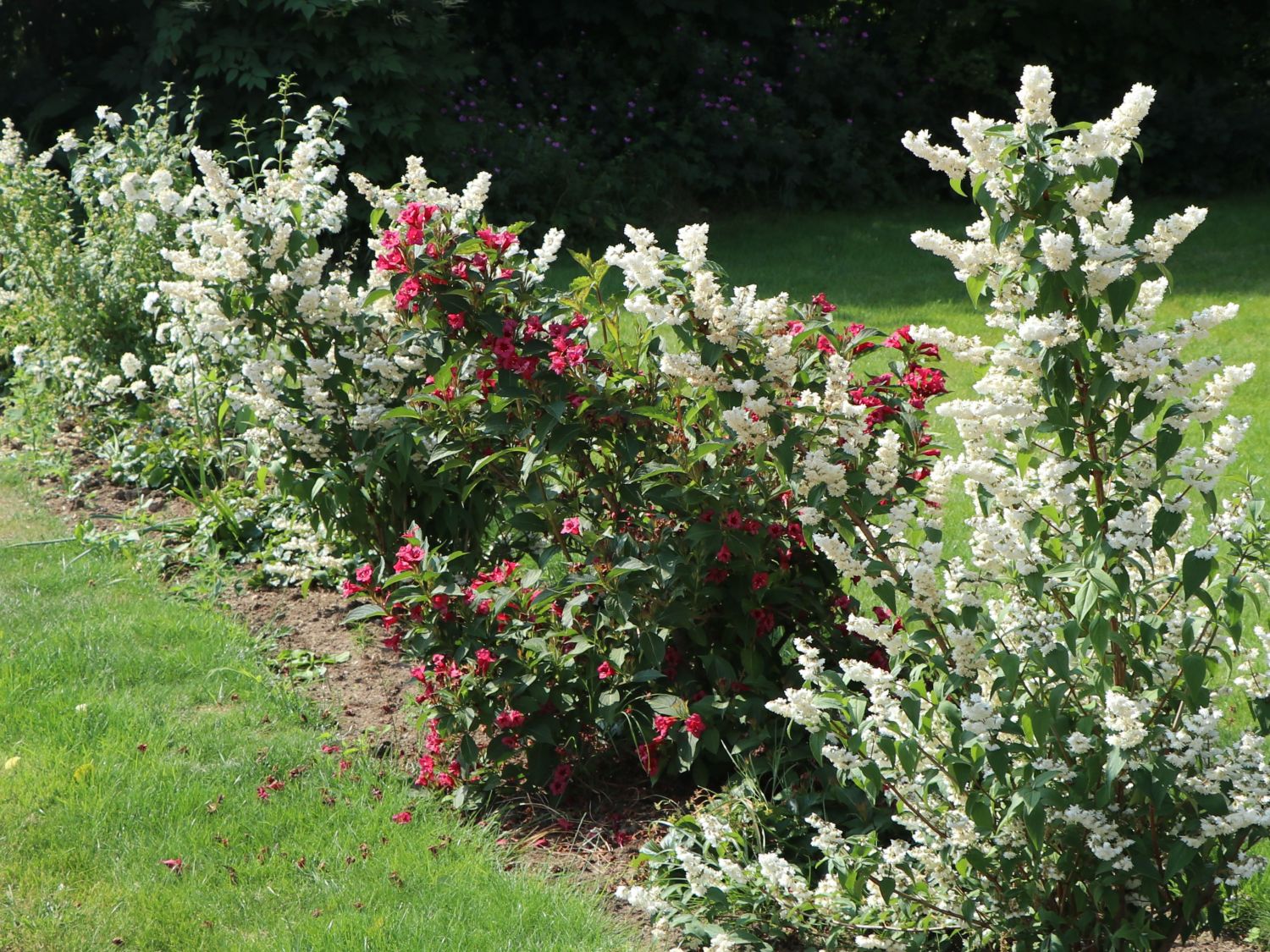 Weigelie 'Eva Rathke' Weigela 'Eva Rathke' Baumschule Horstmann