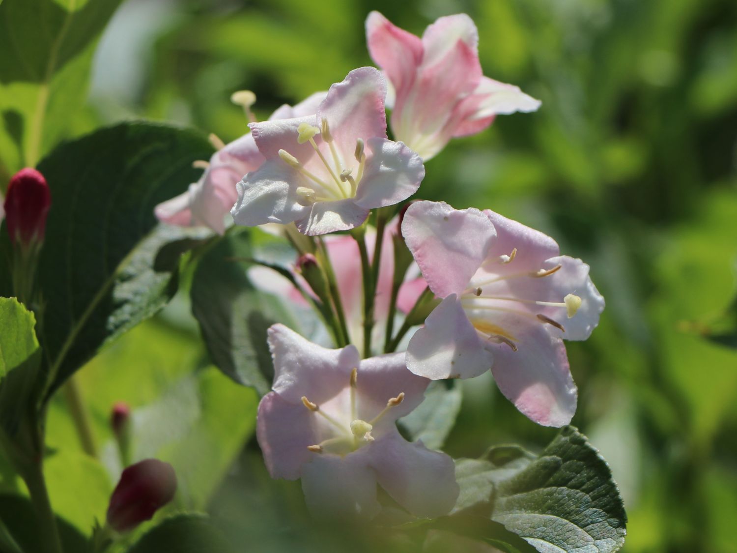 Weigelie / Rosa Weigelie Weigela florida Baumschule Horstmann