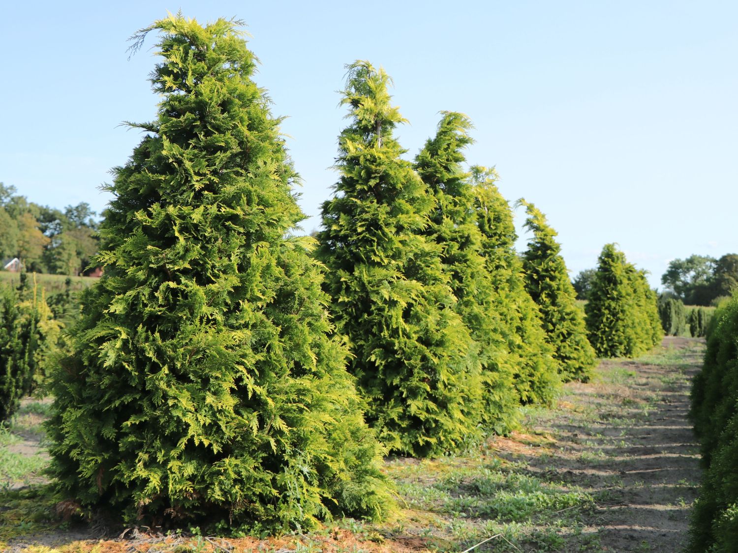 Gelbe Zypresse 'Golden Wonder' Chamaecyparis lawsoniana 'Golden