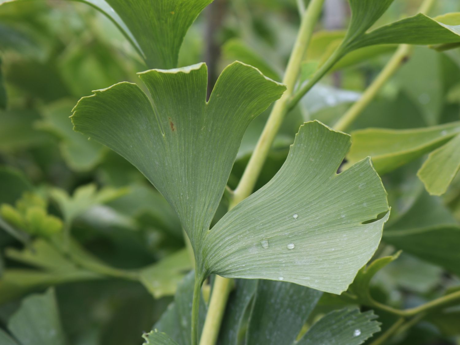 Fächerblattbaum / Ginkgobaum Ginkgo biloba Baumschule